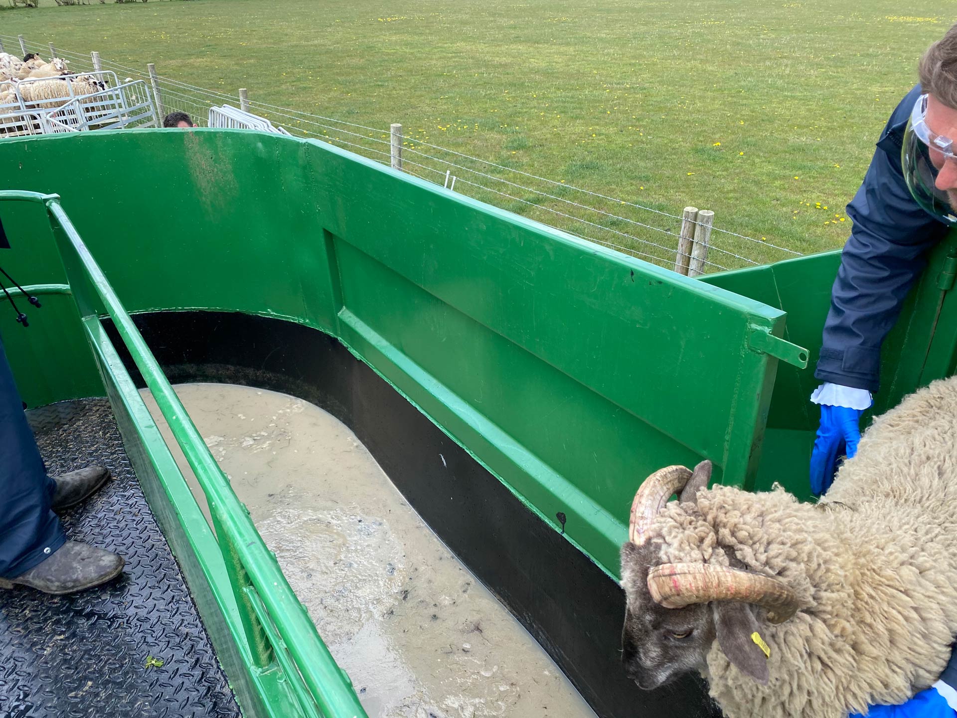Gallery | Mobile Sheep Dipping
