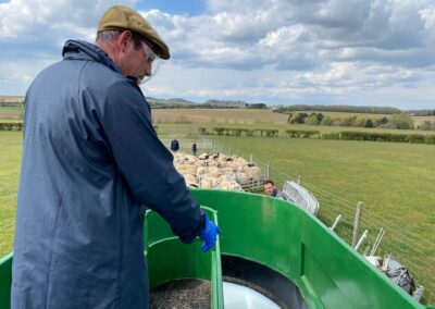 Professional Sheep Dip Team Oversee Everything